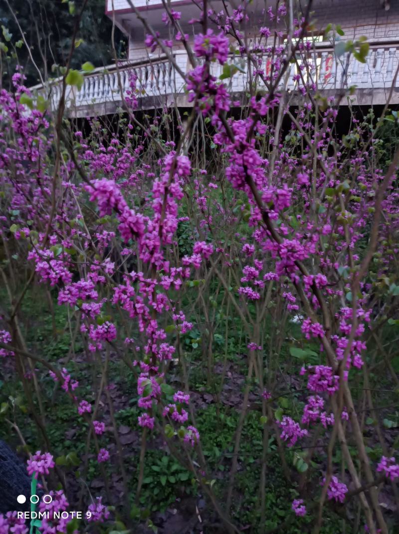 紫荆花苗【紫荆花又叫满条红，春季开放，非常漂亮】