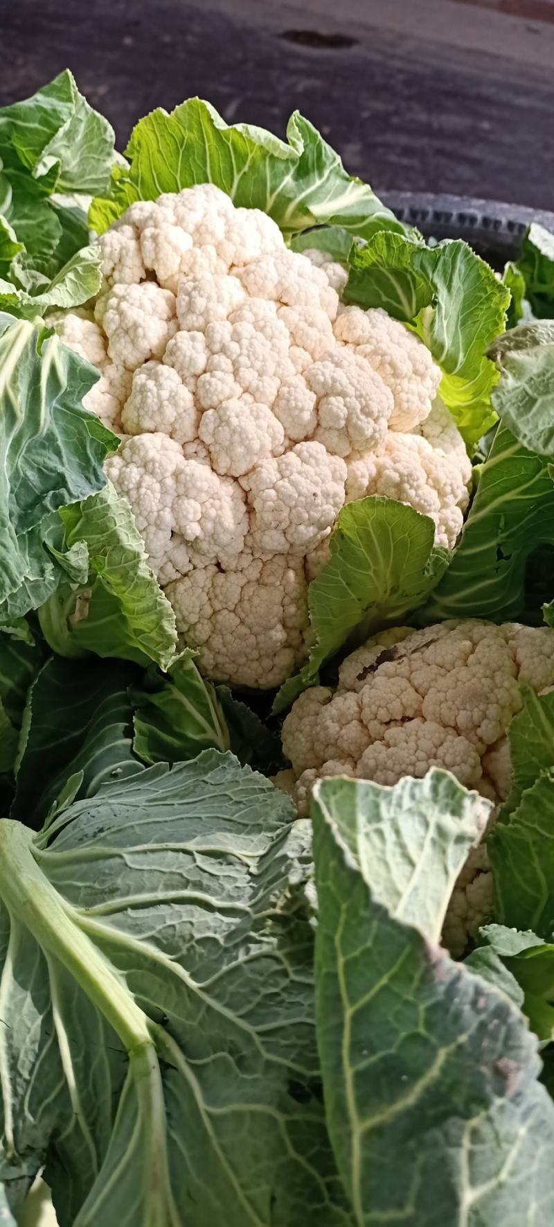 汉中白菜花，花白无根，大量供货，支持各种包装，全国发货