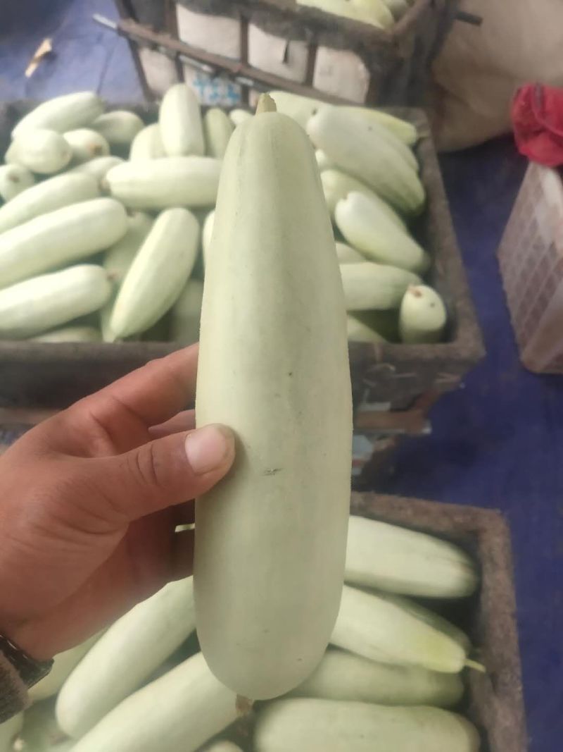 博洋六