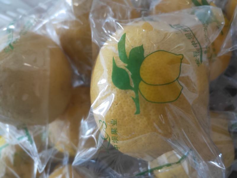 四川安岳尤力克黄柠檬奶茶餐饮市场专用果皮薄汁多果香浓郁
