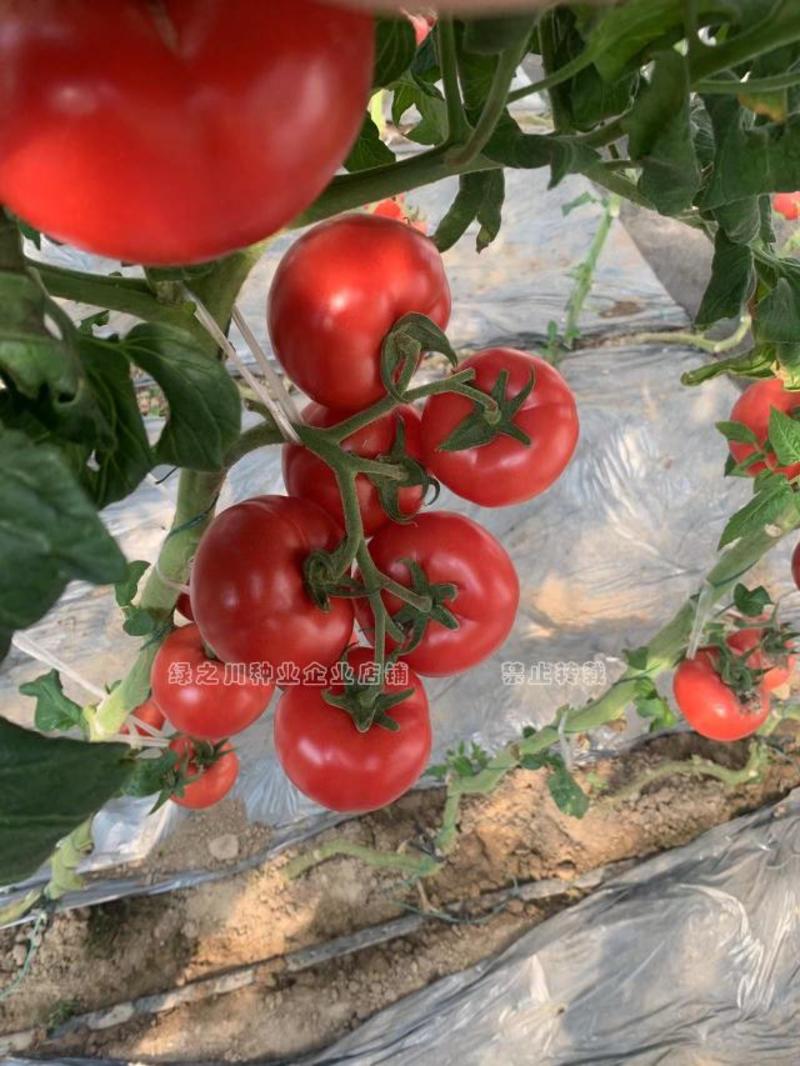 适合整穗采摘的西红柿种荷兰进口杂交一代硬粉番茄种子抗病毒