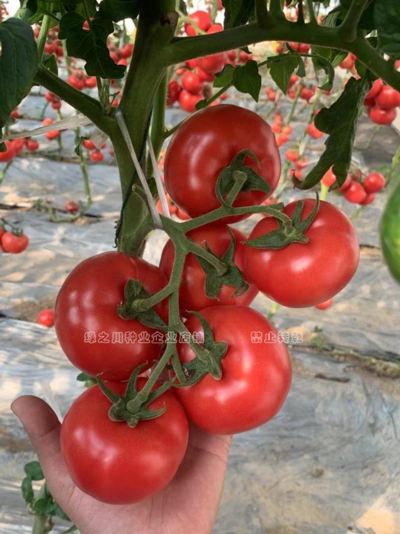 适合整穗采摘的西红柿种荷兰进口杂交一代硬粉番茄种子抗病毒