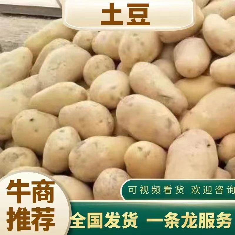 荷兰十五土豆/山东土豆产地货价格实惠欢迎来电咨询