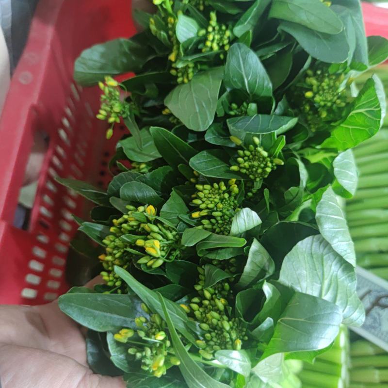 菜苔带花小尖新鲜菜苔大量有货支持打冷欢迎联系
