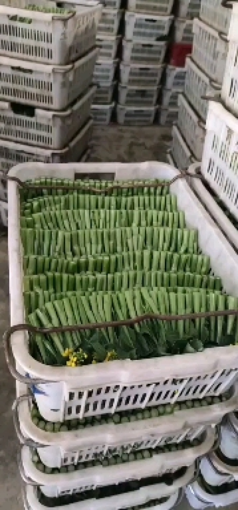 菜苔带花小尖新鲜菜苔大量有货支持打冷欢迎联系