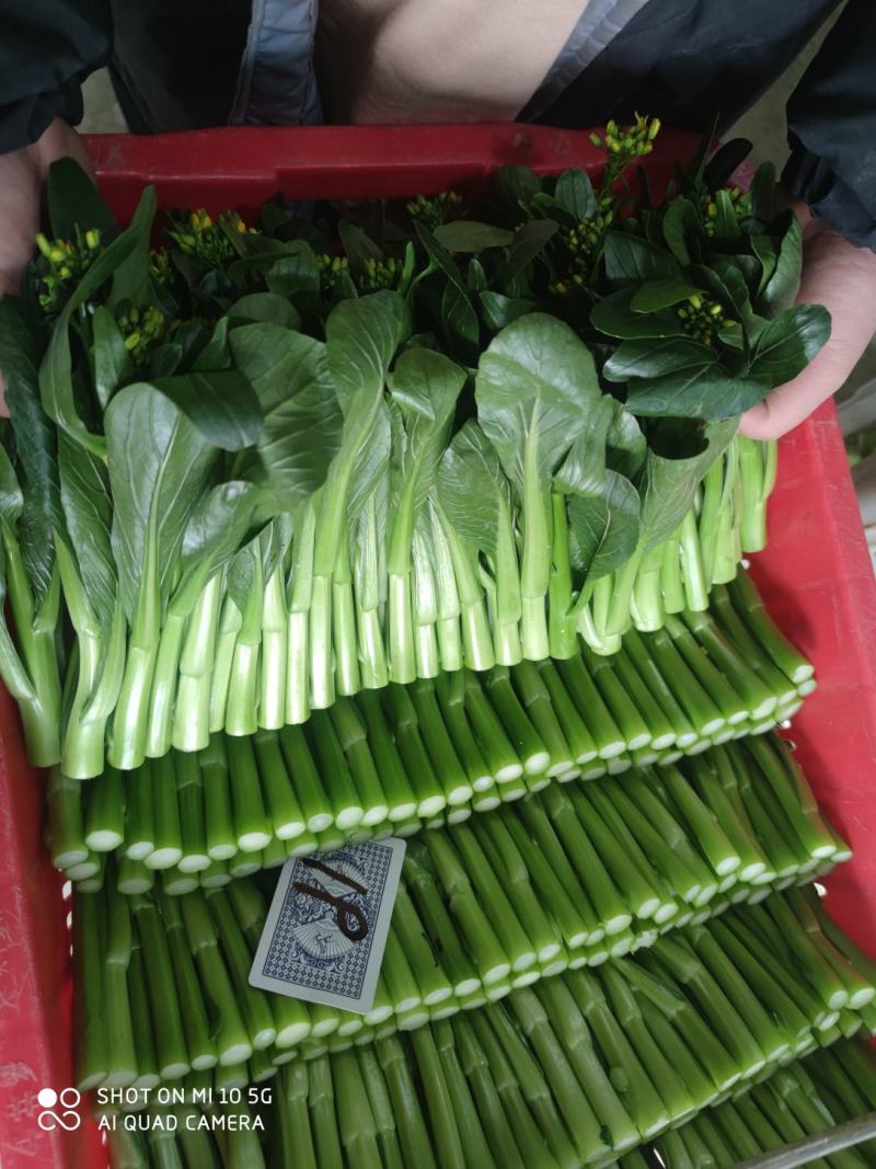菜苔带花小尖新鲜菜苔大量有货支持打冷欢迎联系