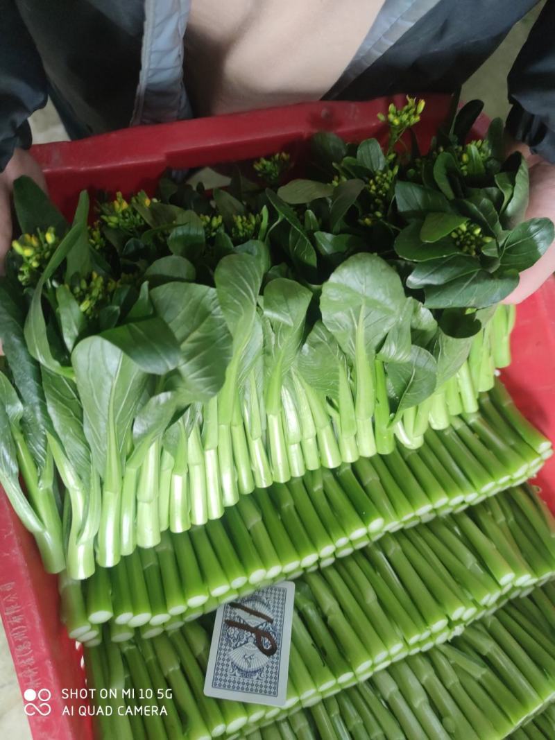 菜苔带花小尖新鲜菜苔大量有货支持打冷欢迎联系