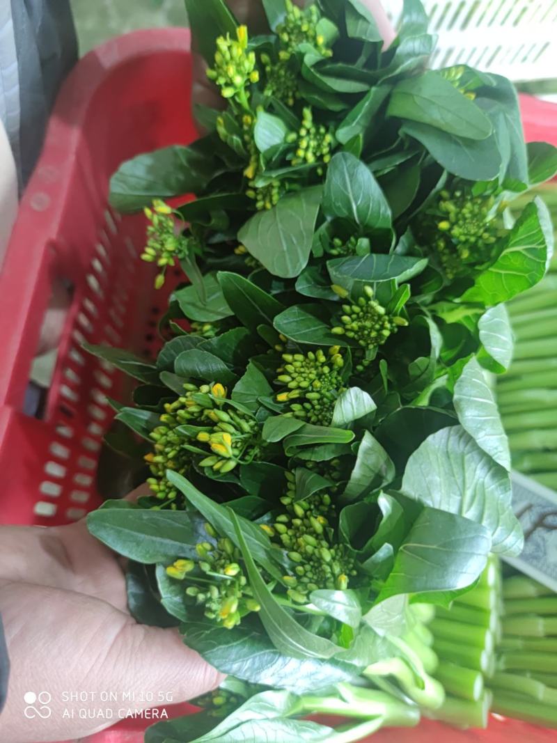 菜苔带花小尖新鲜菜苔大量有货支持打冷欢迎联系