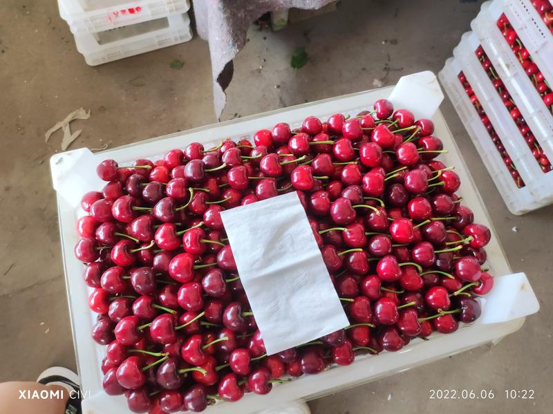 山东大樱桃产地直销大量供应品种齐全保证质量