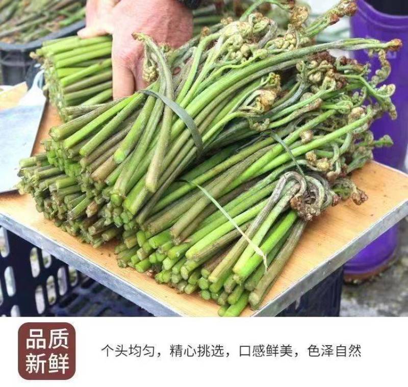 包邮【产地直销】野生蕨菜贵州新鲜现摘龙爪菜甜蕨菜应季野菜