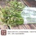 包邮【产地直销】野生蕨菜贵州新鲜现摘龙爪菜甜蕨菜应季野菜