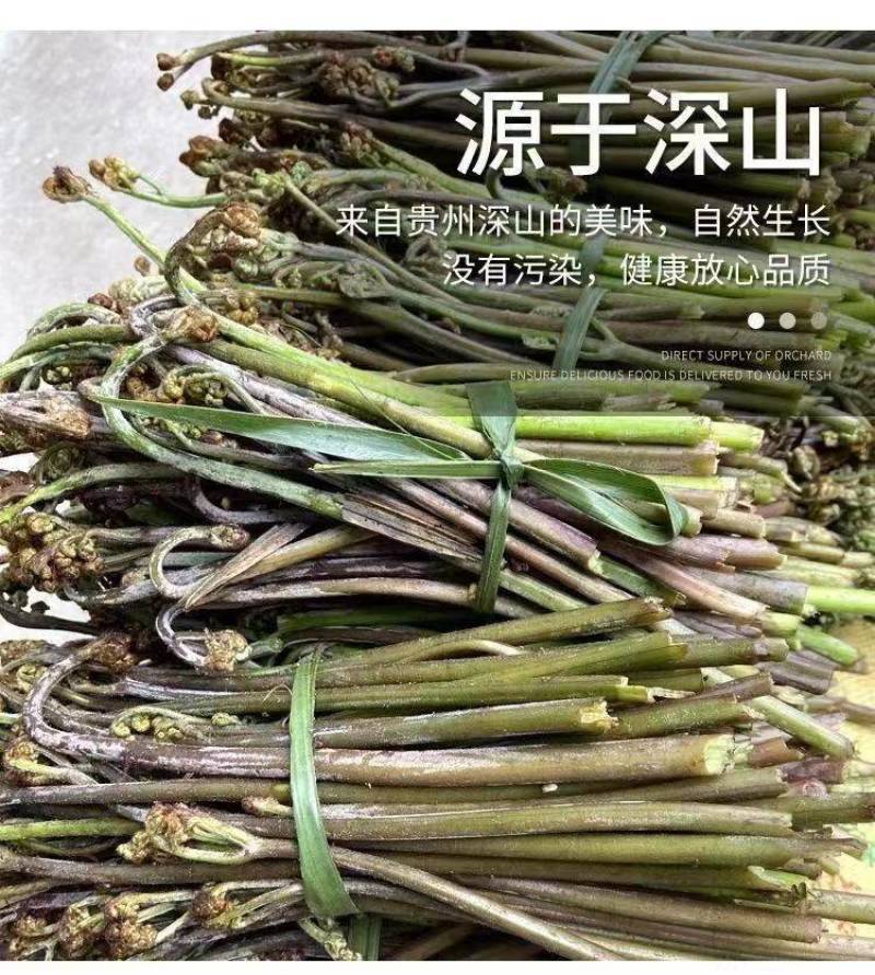 包邮【产地直销】野生蕨菜贵州新鲜现摘龙爪菜甜蕨菜应季野菜