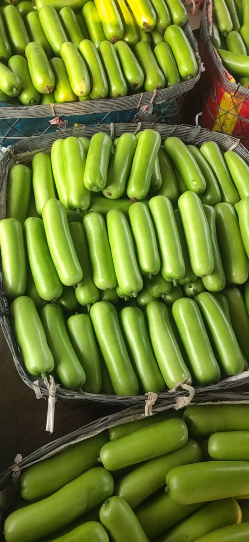 基地大量直供瓠瓜，户子蒲瓜苦瓜