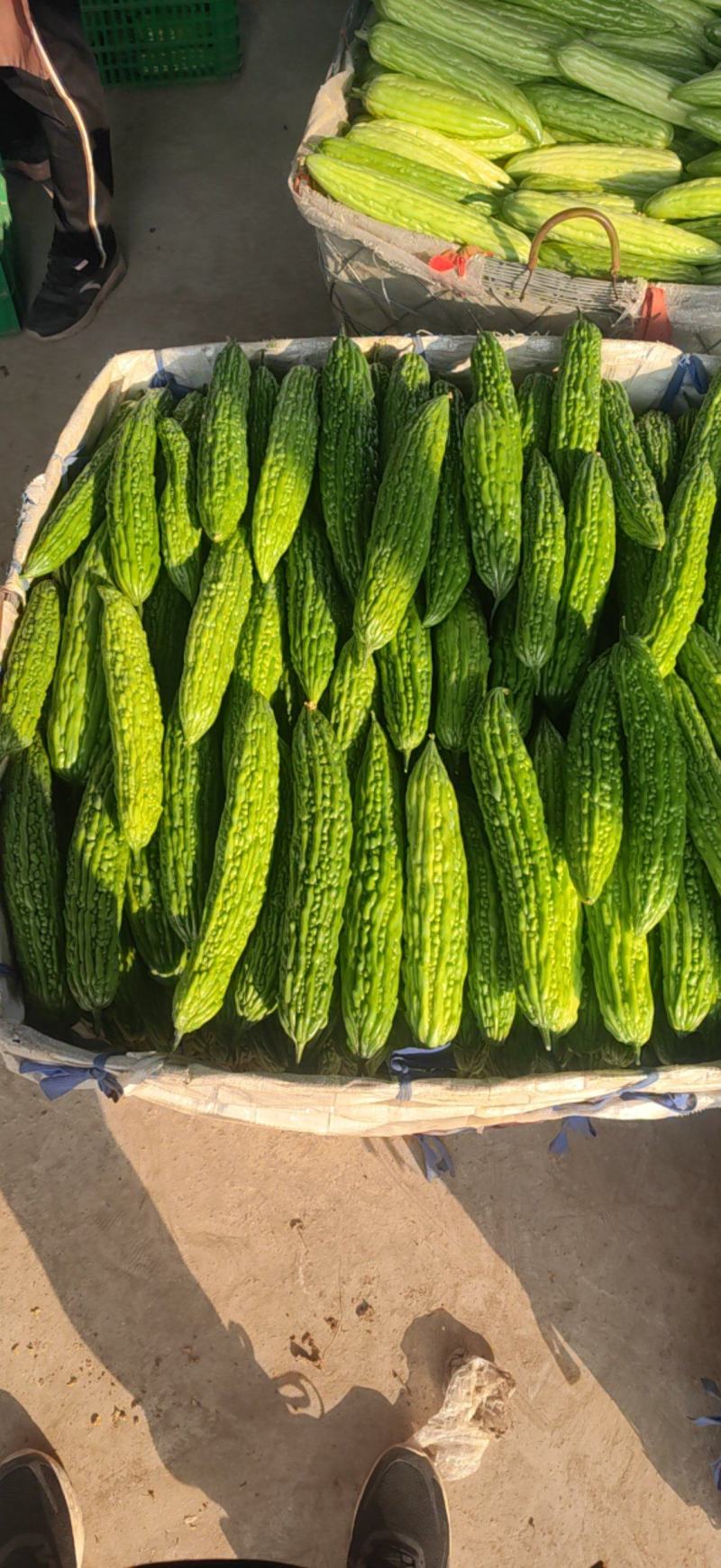 基地大量直供瓠瓜，户子蒲瓜苦瓜