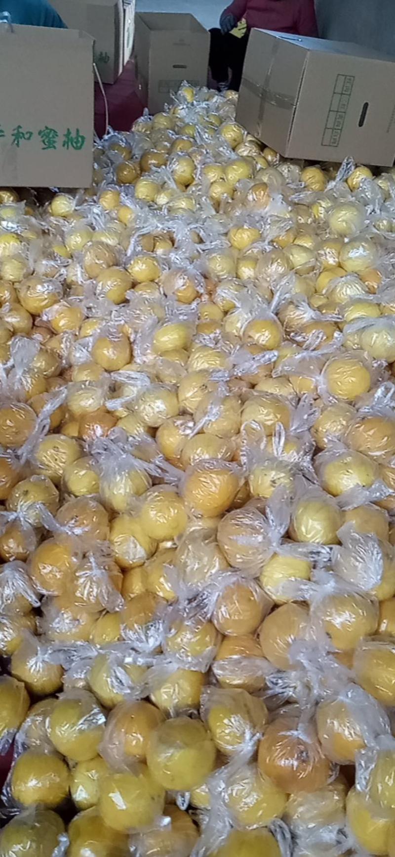 葡萄柚货源充足对接商超批发市场社区团购品质保证