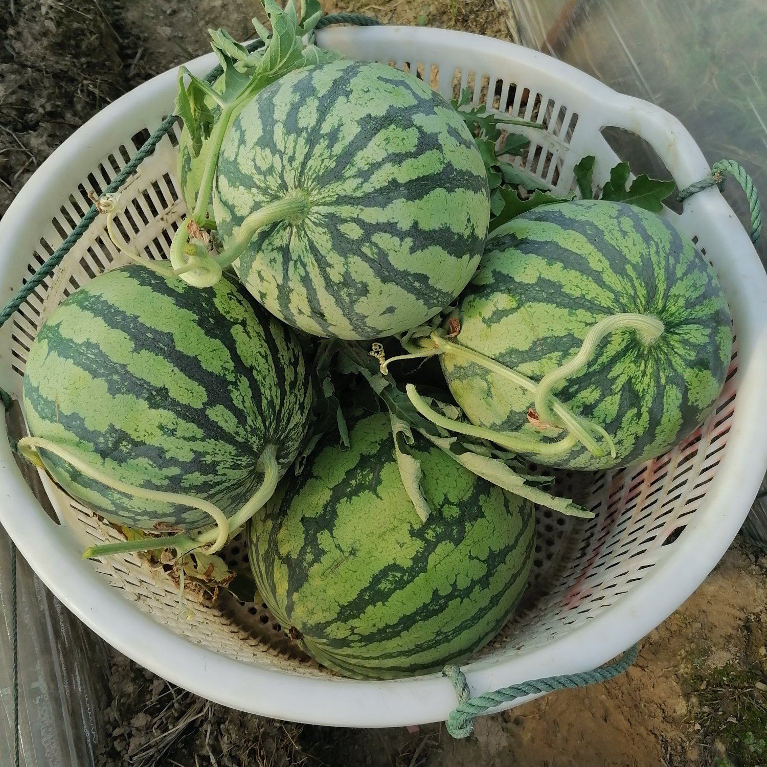 [美都西瓜批发]江苏盐城东台市西瓜 1.50元/斤东台精品美都西 _ 一亩田