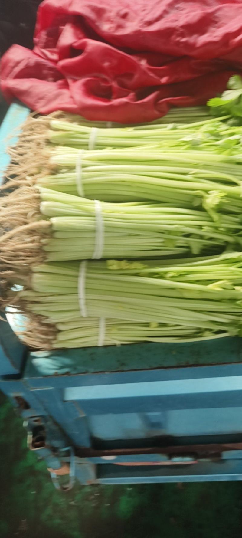 芹菜