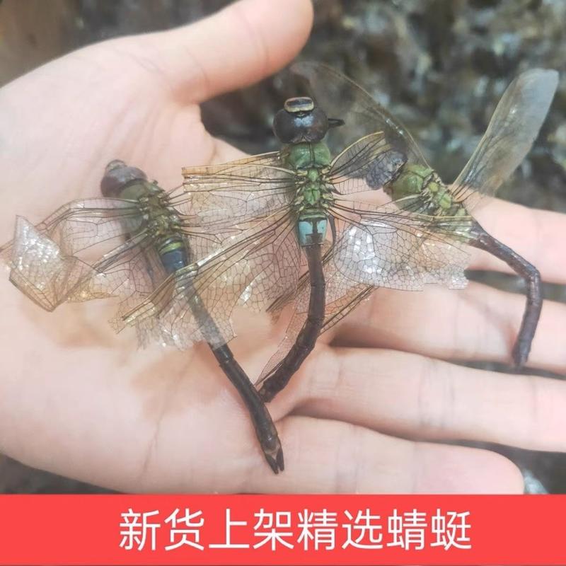 蜻蜓中药材绿蜻蜓干整只