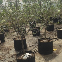 江苏基地中华木绣球斗球大苗带花苞直供