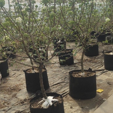 江苏基地中华木绣球斗球大苗带花苞直供