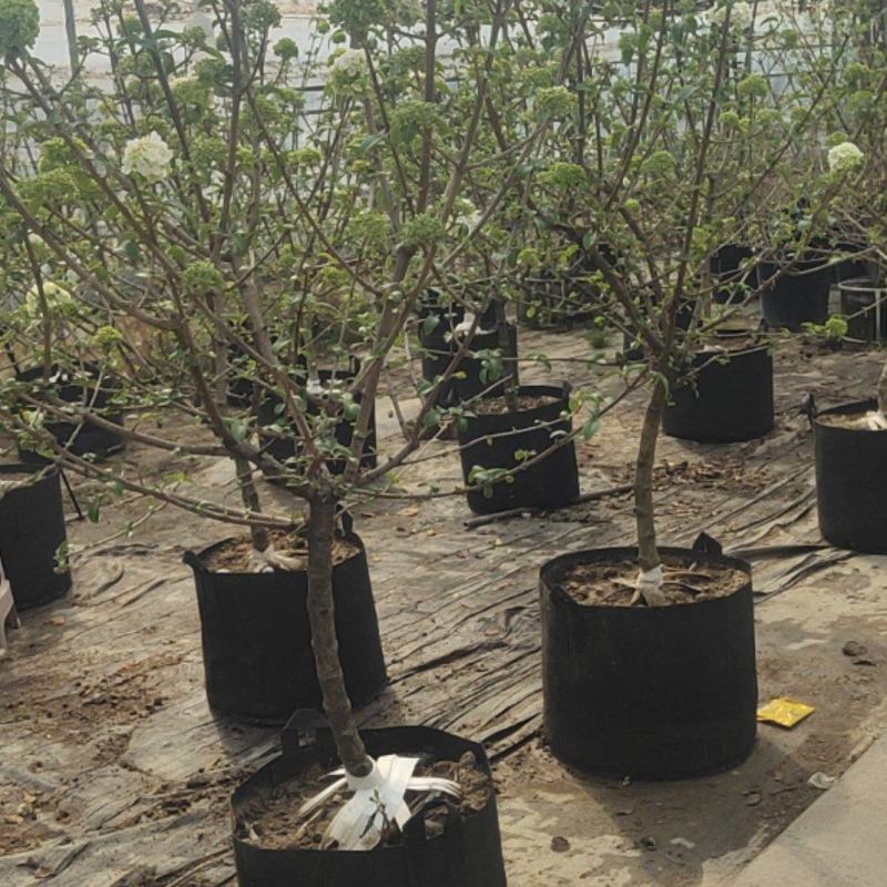 江苏基地中华木绣球斗球大苗带花苞直供