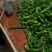新苗辣椒准备大量上市品种多多