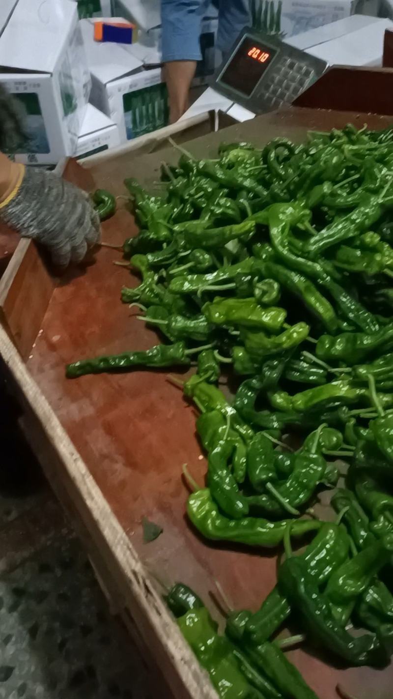 新苗辣椒准备大量上市品种多多
