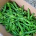 新苗辣椒准备大量上市品种多多