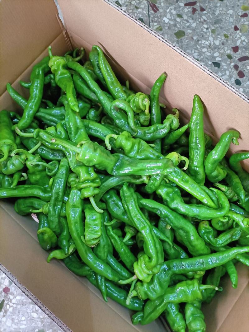新苗辣椒准备大量上市品种多多