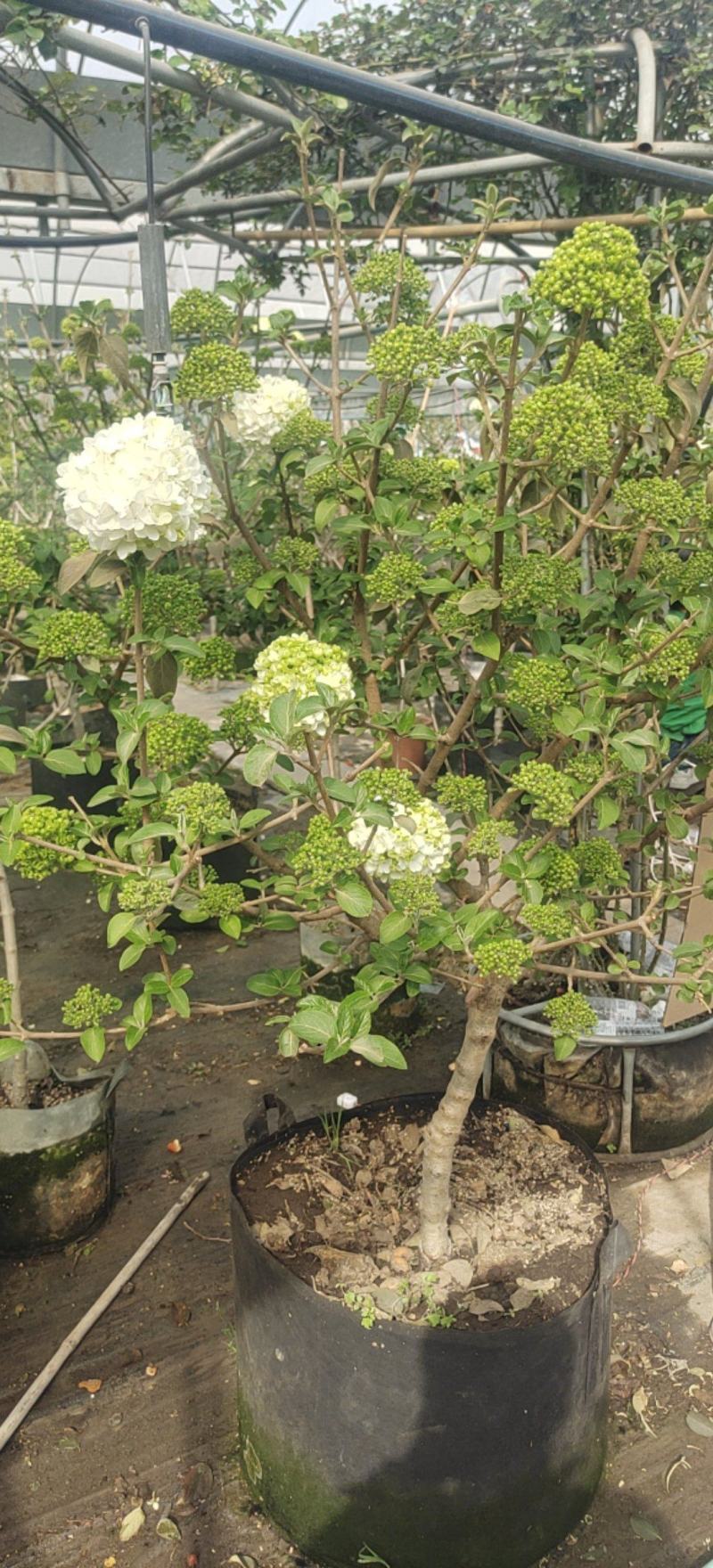 江苏基地中华木绣球斗球大苗带花苞直供