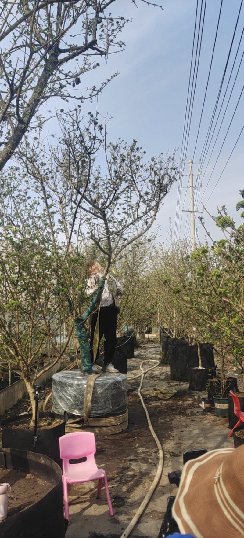 江苏基地中华木绣球斗球大苗带花苞直供