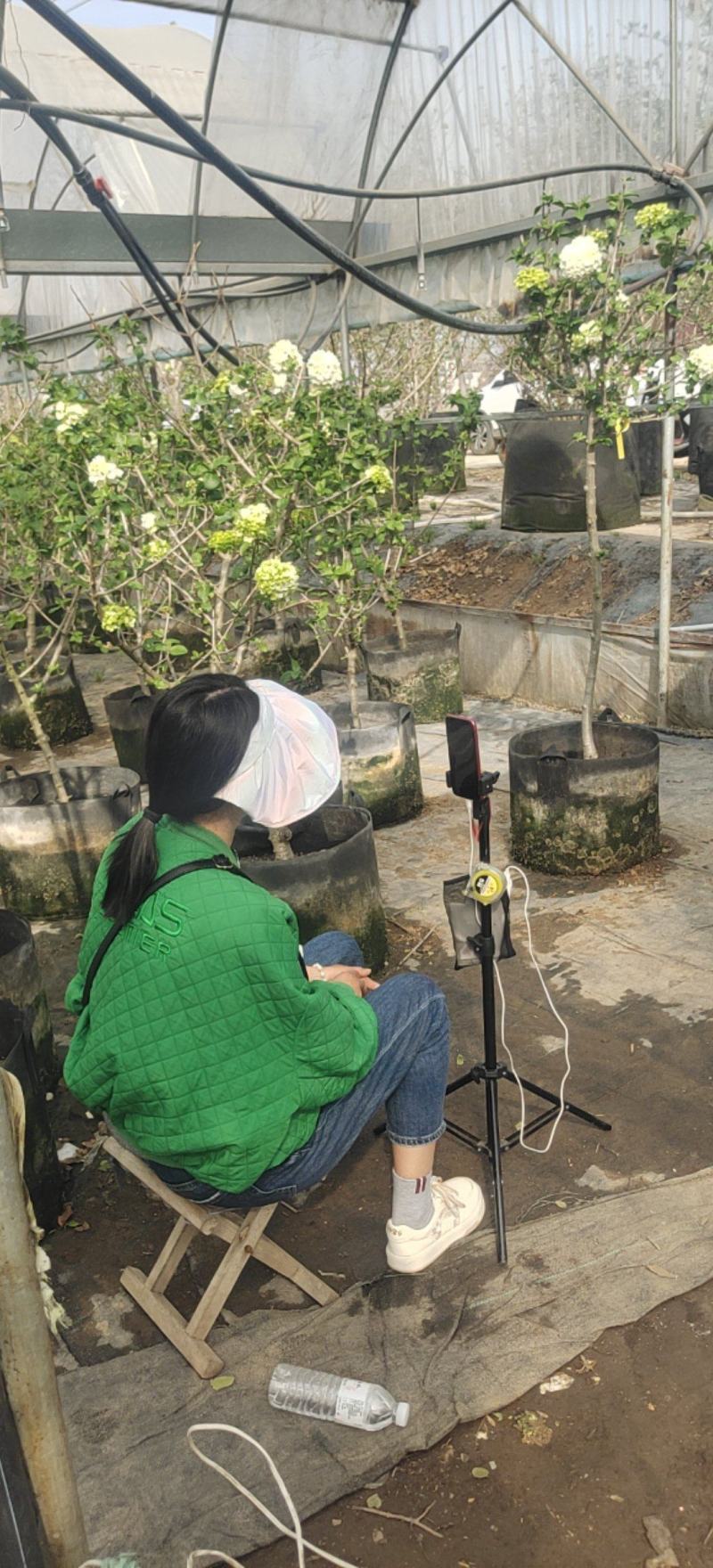 江苏基地中华木绣球斗球大苗带花苞直供