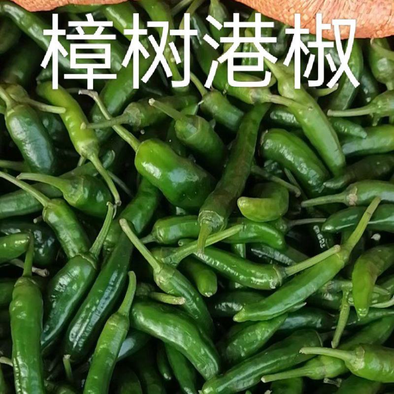 新苗辣椒准备大量上市品种多多