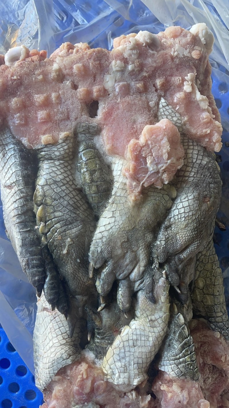 鳄鱼掌海南直发保证新鲜量大价格更优