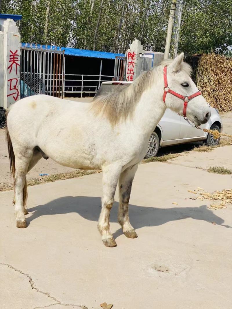 德保矮马纯血马骑乘大马设特兰矮马
