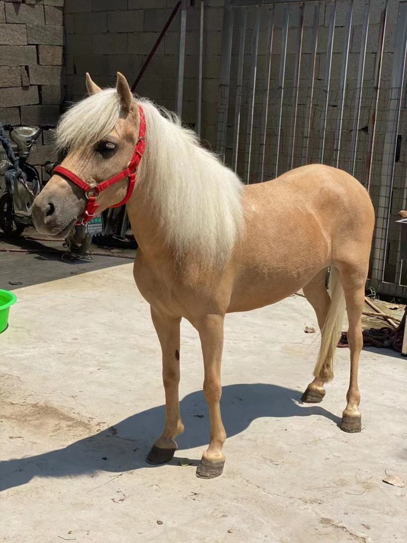 德保矮马纯血马骑乘大马设特兰矮马