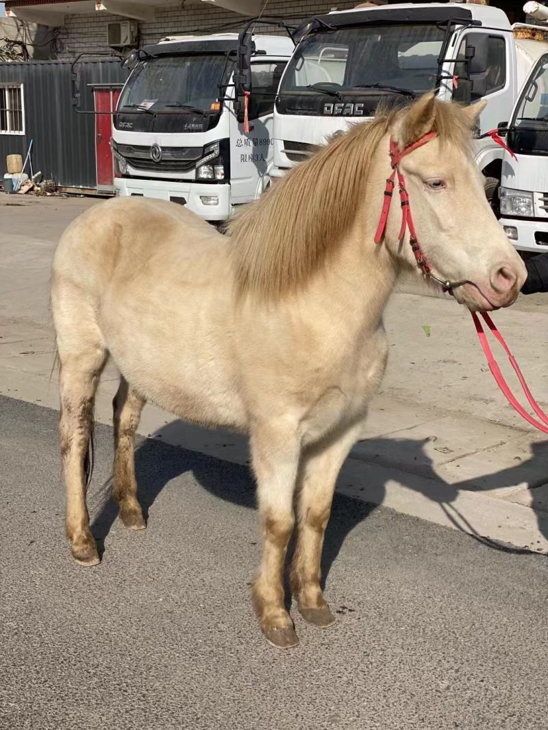 德保矮马纯血马骑乘大马设特兰矮马