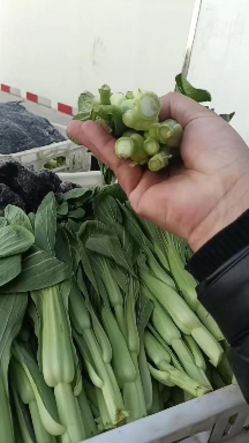 精品菜苔菜心上海油菜苔，大量上市，承接市场电商