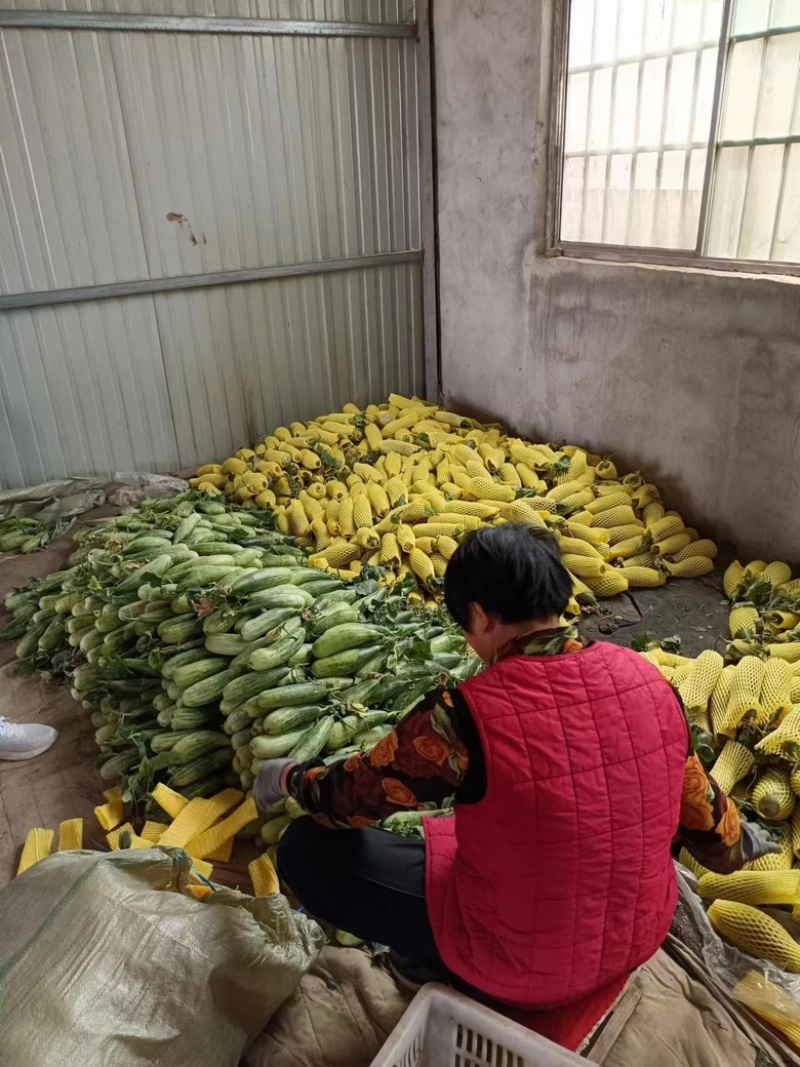 费县万亩甜瓜基地大量上市中，博洋甜瓜欢迎咨询