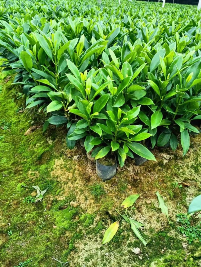 非洲茉莉