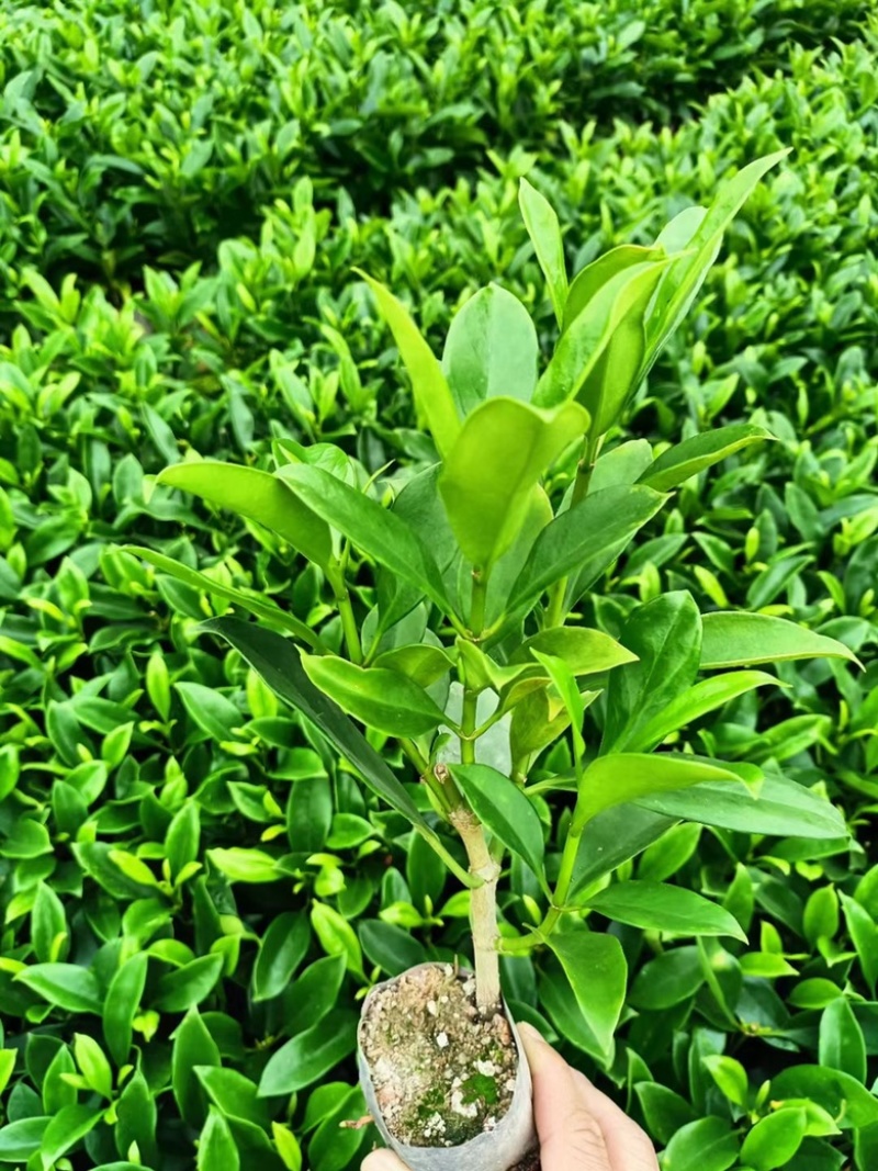 非洲茉莉
