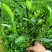 非洲茉莉