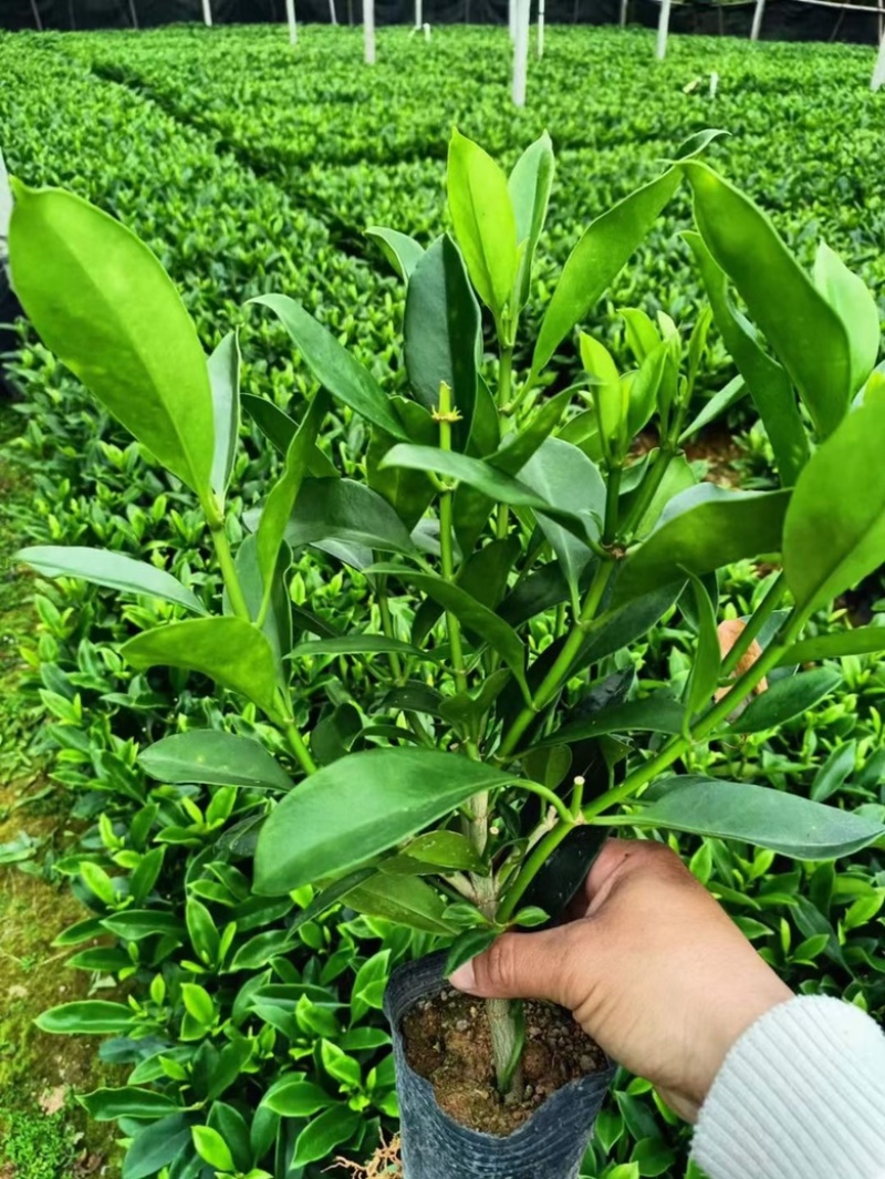非洲茉莉