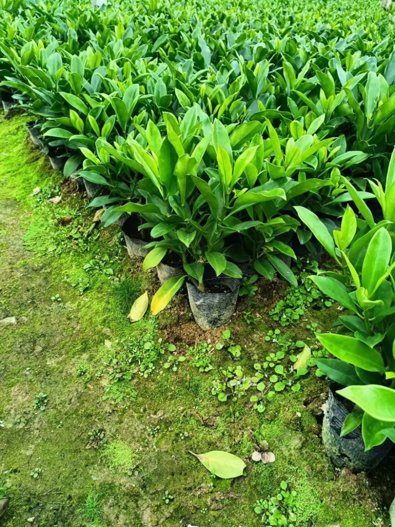 非洲茉莉