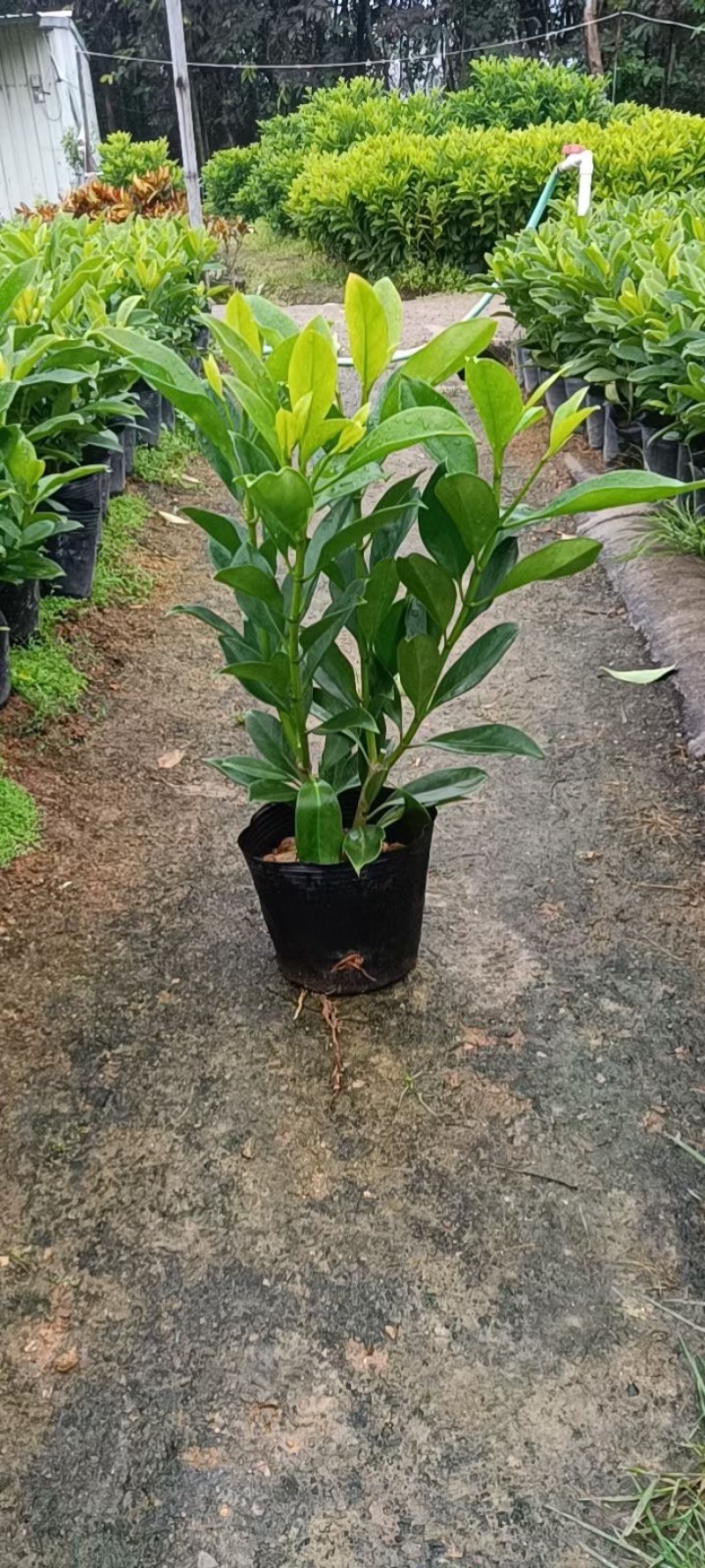 非洲茉莉