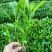 非洲茉莉
