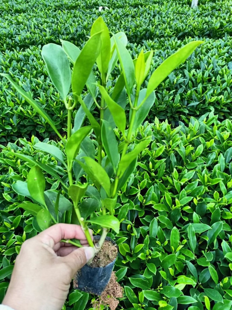 非洲茉莉