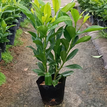非洲茉莉