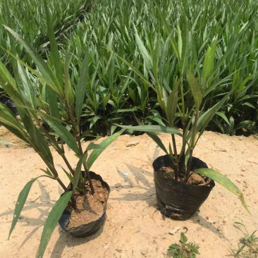 翠芦莉