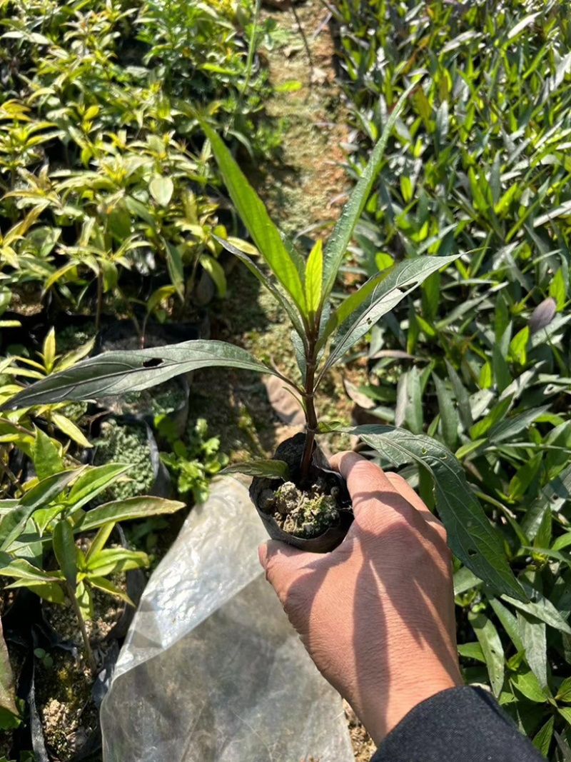 翠芦莉